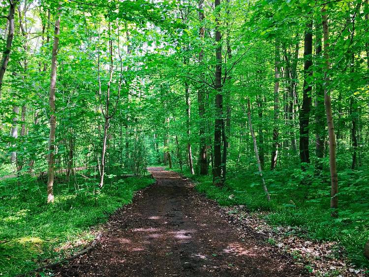 Frankfurt City Forest