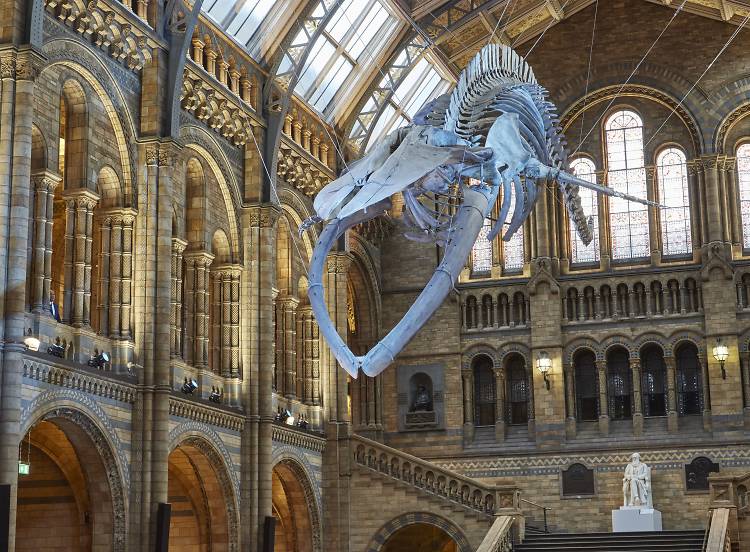 Meet ‘Hope’ at the Natural History Museum