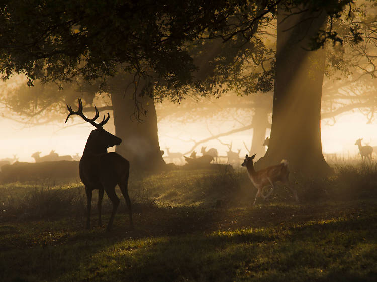 Spot deer in Richmond Park