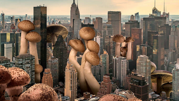 Could cities soon be made of mushrooms?