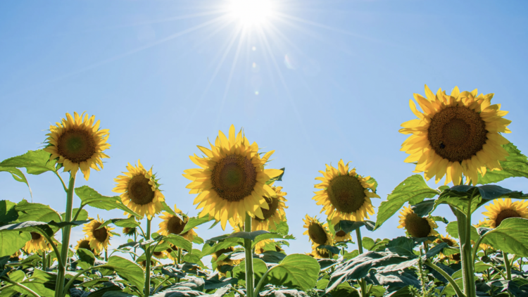 5 sunflower fields to visit near Boston